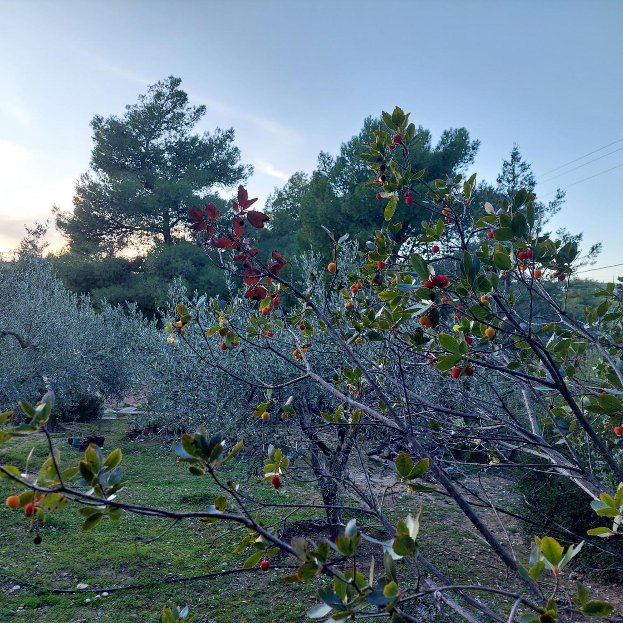 Villa Irini Pórto Héli Kültér fotó